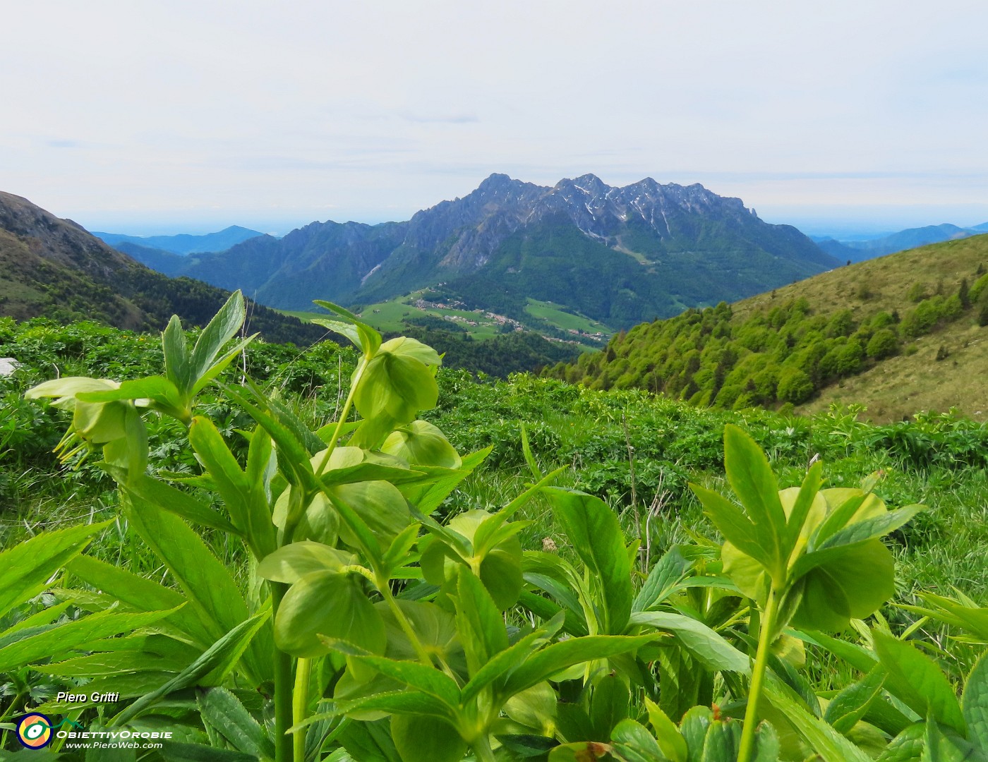 31 Distese di Helleborus viridis (Elleboro verde) con vista in Alben.JPG